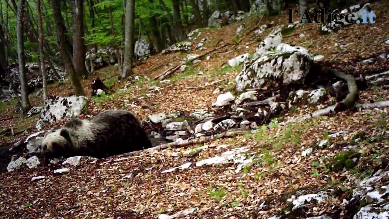 Il Gufo reale torna a volare nel Parco Adamello Brenta dopo un mese di cure  - VIDEO - Montagna